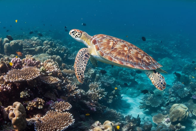 海の未来を守る、環境サポートタイプ